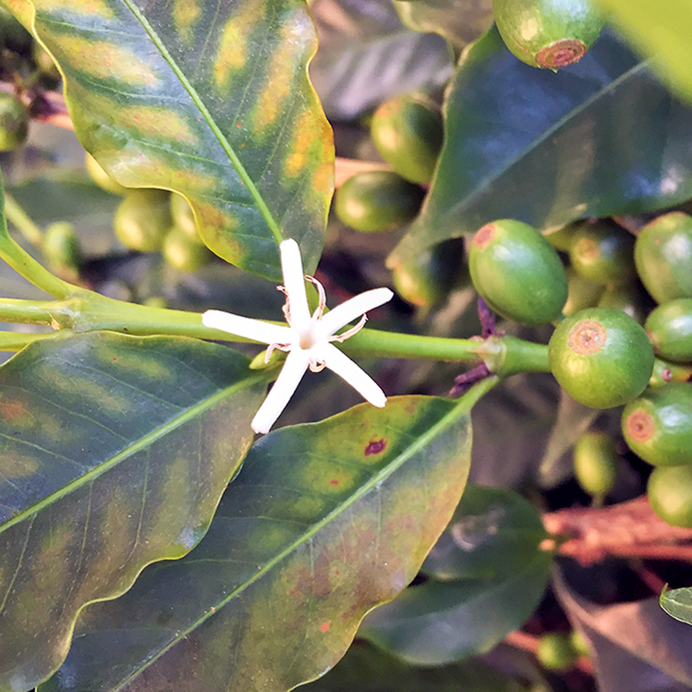 Fiore della pianta del caffè