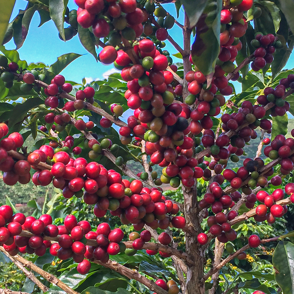 pianta di caffè