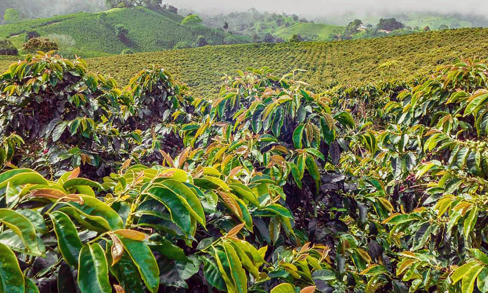 Piantagione di caffè equosolidale